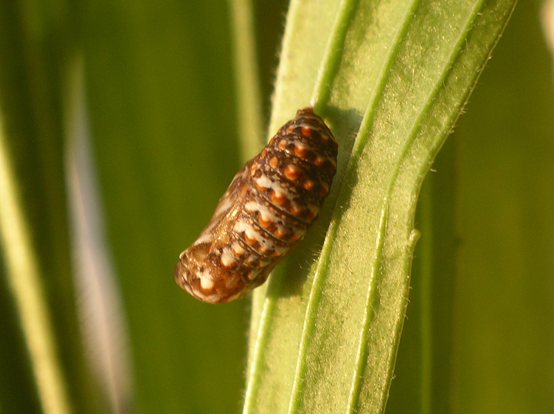 Bruco di melitaea athalia?